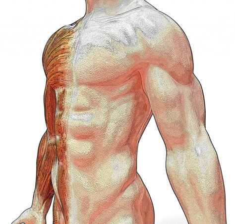 El múscul més fort del cos humà