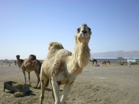 Per què els camells i els dromedaris tenen gepa?