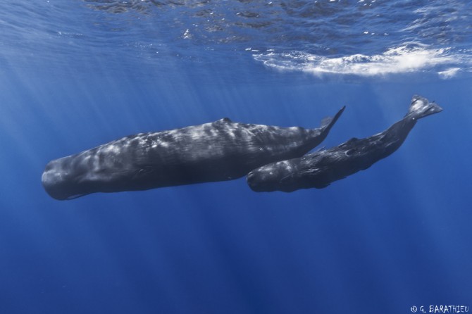 Per què les balenes són tan grans?