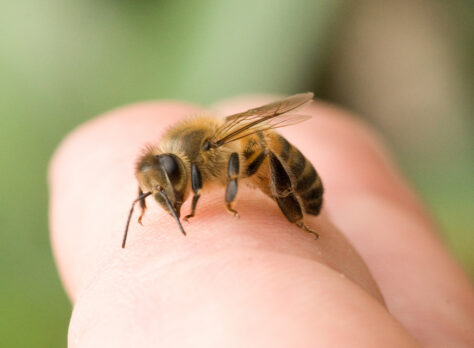 A quina part del cos fa més mal una picada d’abella?