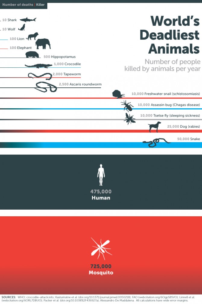 L’animal més mortífer del món?