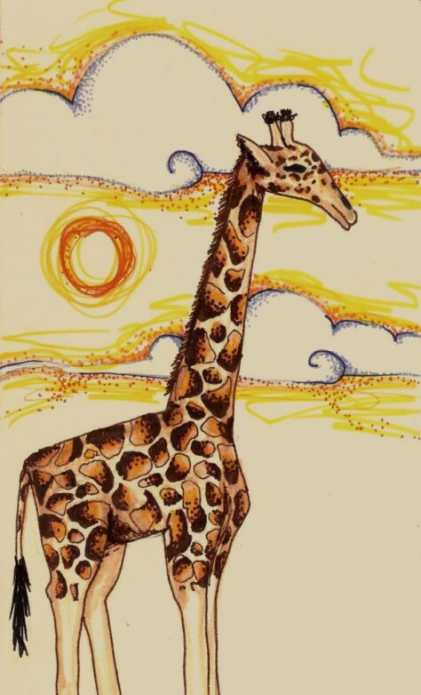 Per què les girafes tenen el coll tan llarg?