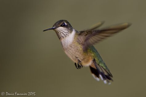 Curiositats del colibrí