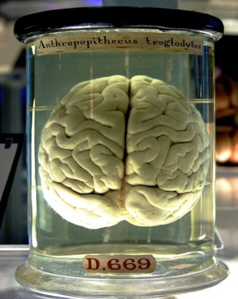 Curiositats del cervell humà