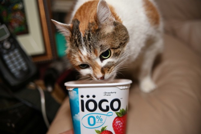Es pot menjar un iogurt caducat?