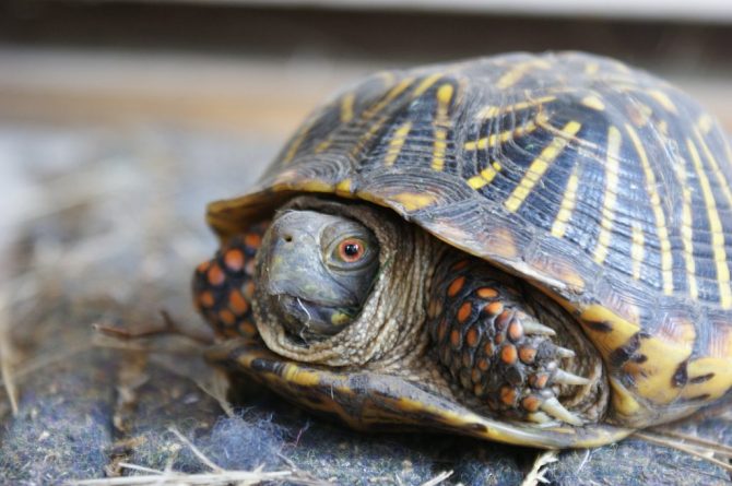 Per què les tortugues tenen closca?