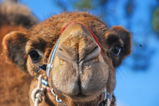 Els camells tenen tres parpelles