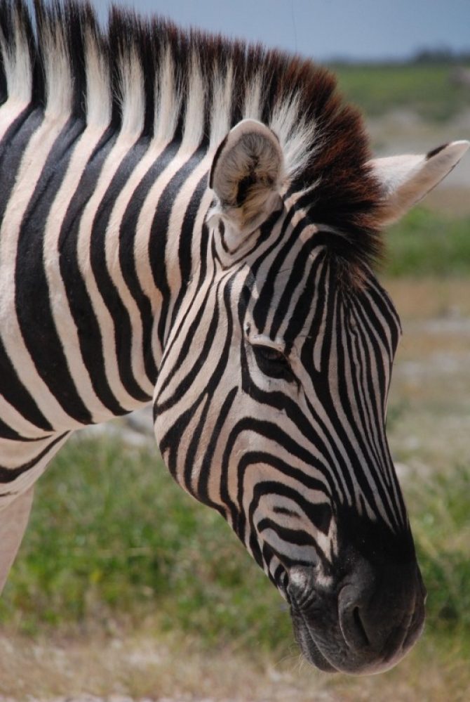 zebra the horse animal pet horse pony 1 Per què les zebres tenen ratlles?